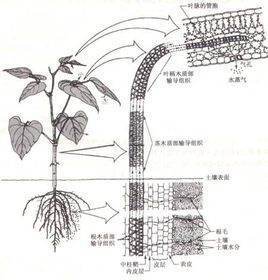 内聚力的内聚力的作用