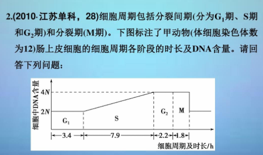 g1期g2期s期和m期分别是什么?