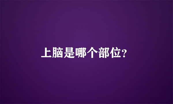 上脑是哪个部位？