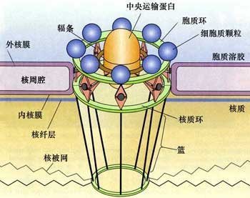 核孔的介绍