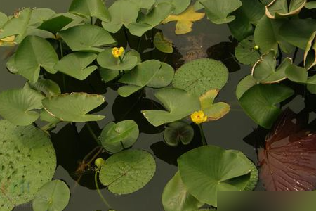 湿地植物有哪些?