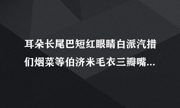 耳朵长尾巴短红眼睛白派汽措们烟菜等伯济米毛衣三瓣嘴儿胆子小爱吃青菜和萝卜正确谜底是什么？