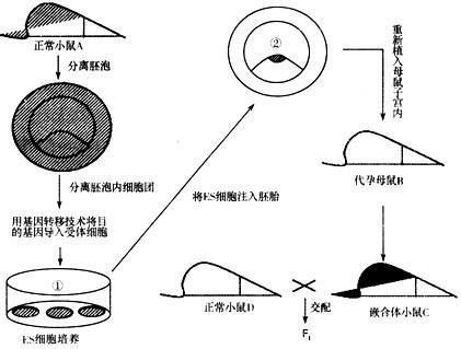 “嵌合来自体”是什么意思？