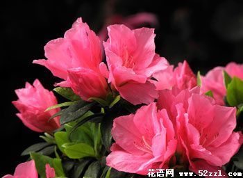 杜鹃花花语是什么？