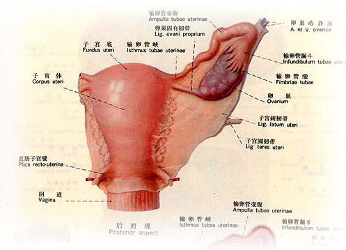 卵巢多囊是什么意来自思？