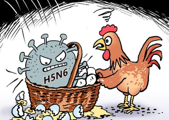 如何预防H5N6禽流感？