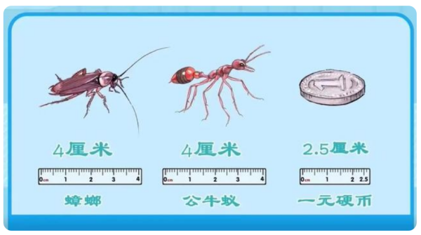 世来自界上最大的蚂蚁